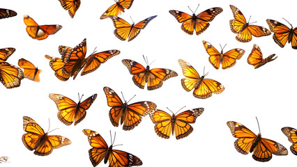 Swarm of vibrant orange monarch butterflies flying in graceful formation against white background