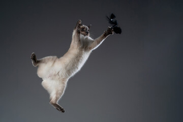 Cat jumping midair trying to catch prey, stretching paws toward a flying black butterfly against a dark background. Dynamic hunting action moment.