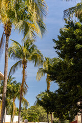 Fototapeta premium Palm Trees and Blue Sky Above a Resort in Riviera Maya
