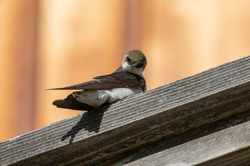 Barn swallow on a railing