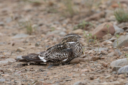Common nighthawk on the ground