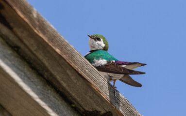 Violet-green swallow