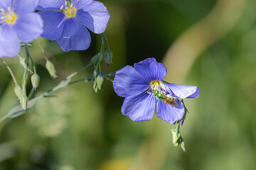 Green sweat bee on blue flax