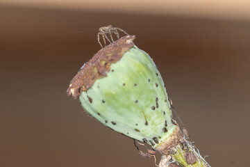 Small wolf spider ballooning on a poppy seed head 