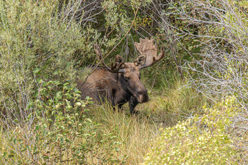 Moose laying in willows