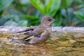 Gr&uuml;nfink (Carduelis chloris)