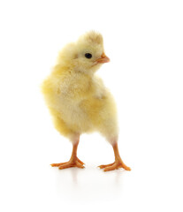 Cute yellow newborn baby chick.