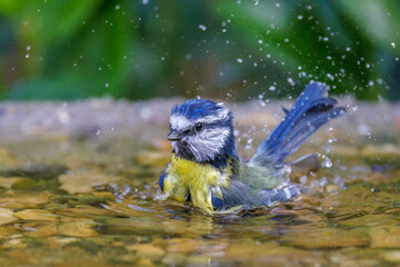 Blaumeise (Cyanistes caeruleus) © Rolf Müller