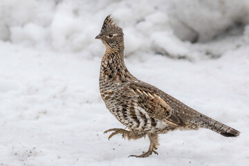 Roughed grouse in the snow