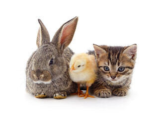 Cute rabbit kitten and baby chick together.