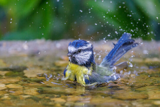 Blaumeise (Cyanistes caeruleus)