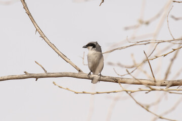 Loggerhead Shrike