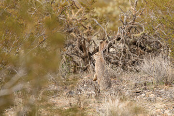 Jackrabbit in the Nevada desert