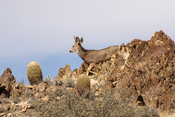 Mule deer buck in the Nevada desert