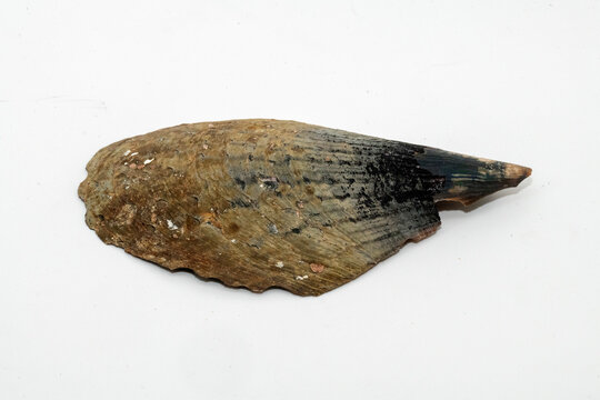 Specimen of the Mediterranean Pen Shell