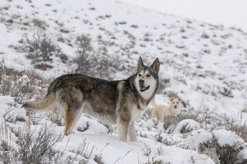 Two dogs in the snow