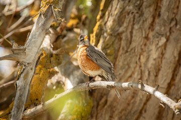 American robin perched in a cottonwood tree
