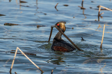 Eared Grebe building a nest