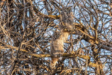 Great Horned Owls Perched in a Cottonwood Tree