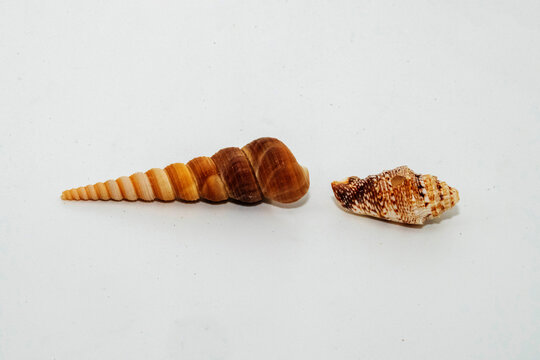 The Shoreline Pair