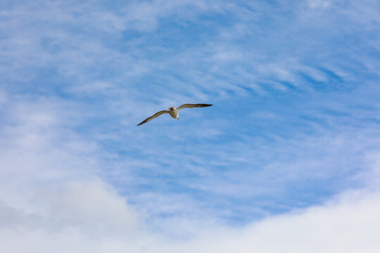 View of a lone seagull soars gracefully against a backdrop of a brilliant blue sky dotted with fluffy white clouds, Laguna Beach, California, United States.
