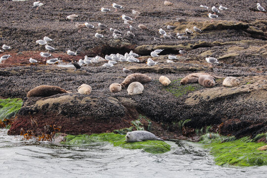 View of seals lounging on rocky shores among vibrant green algae and clustered seagulls, a coastal tableau of wildlife, Laguna Beach, California, United States.