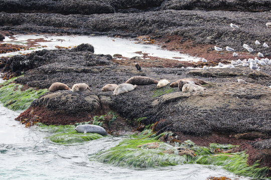 View of harbor seals lounging lazily on seaweed-covered rocks as waves gently lap against the shore, with seagulls perched nearby in Laguna Beach, California, United States.