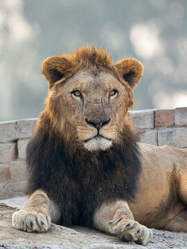 View of a majestic lion with a dark mane rests regally against a rustic brick backdrop, its golden eyes piercingly surveying its domain, Kenya, Africa.