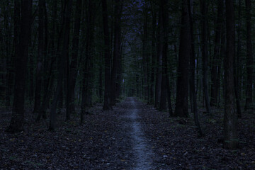Obraz premium dark path through a mysterious forest at night