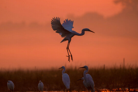 View of a great egret with wings spread is about to land among its companions as the dawn breaks in a blaze of orange, sailkot, Punjab, Pakistan.
