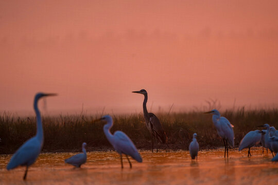 View of birds standing in the shallow water under the orange glow of the sunset, their white feathers in striking contrast against the muted horizon, Lahore, Punjab, Pakistan.