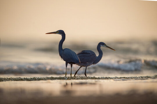 View of two elegant western reef herons stand gracefully on the tranquil, reflective shore as the gentle waves kiss the sandy beach, Karachi, Sindh, Pakistan.