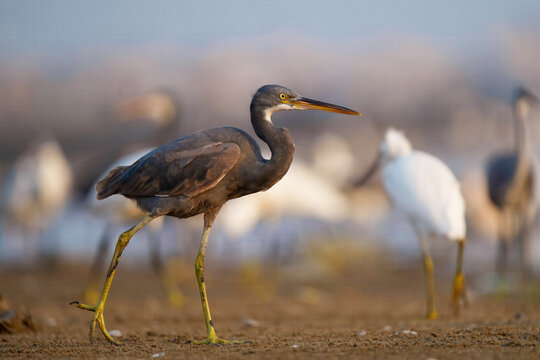 View of a Tricolored Heron stepping gracefully across the sandy ground, its dark plumage contrasting with the soft, blurred background, Karachi, Sindh, Pakistan.