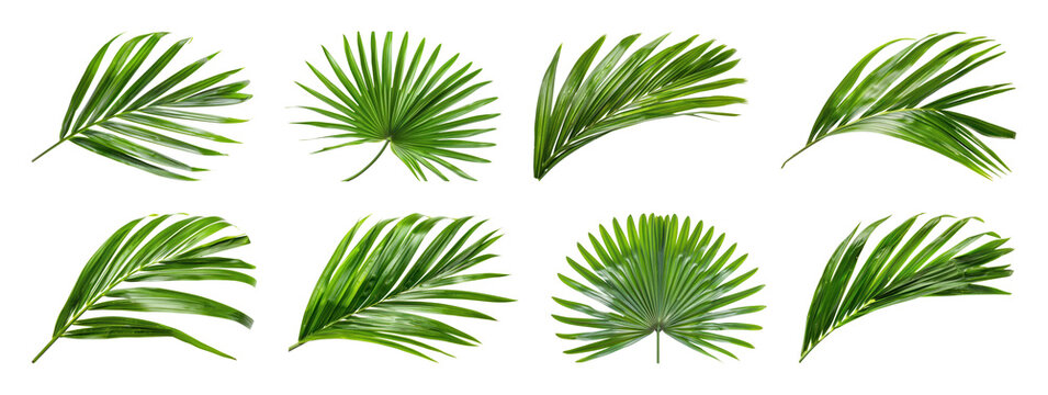 PNG Tropical palm leaves collection on transparent background