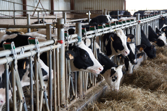 Irurzun, Spain - November 3, 2013. Dairy cows in a barn, lined up in metal pens while being fed hay. It is an organized livestock and agricultural production environment.