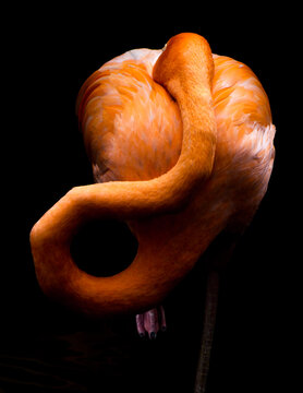 View of a flamingo with vibrant orange feathers, its head tucked gracefully into its body, creating a striking contrast against the dark background, Jurong Bird Park, Singapore.