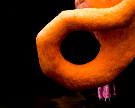 View of a flamingo's curved orange neck contrasts against the stark black background, its pink and black feet barely touching the water, Jurong Bird Park, Singapore.