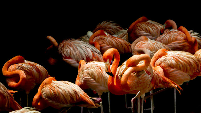 View of a vibrant flock of flamingos with their bright pink and orange plumage contrasting against the deep black background, Jurong Bird Park, Singapore.