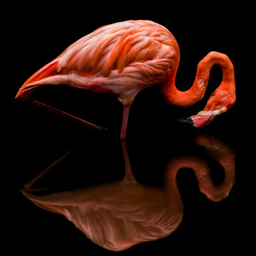 View of a vibrant flamingo stands gracefully, its coral feathers reflecting in the dark water, creating a mirror image of serenity, Jurong Bird Park, Singapore.