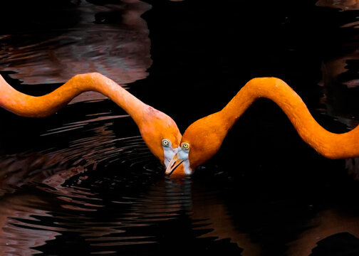 View of two flamingos with bright orange plumage and long, curved necks meet in dark water, creating a heart shape, Jurong Bird Park, Singapore.