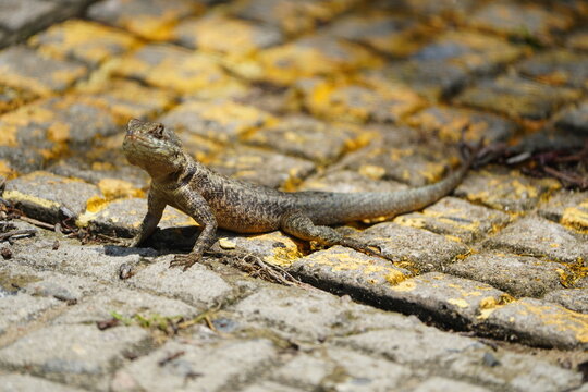 Tropidurus torquatus&nbsp;is a species of lizard in the family Tropiduridae, the Neotropical ground lizards. Its common name is Amazon lava lizard. Fortaleza - Cear&aacute;, Brazil.