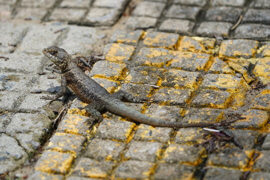 Tropidurus torquatus&nbsp;is a species of lizard in the family Tropiduridae, the Neotropical ground lizards. Its common name is Amazon lava lizard. Fortaleza - Cear&aacute;, Brazil.