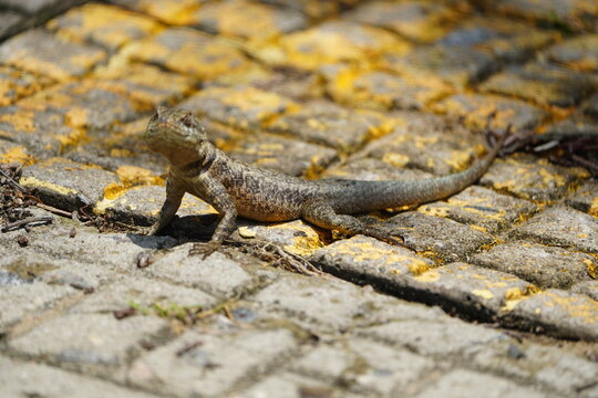 Tropidurus torquatus&nbsp;is a species of lizard in the family Tropiduridae, the Neotropical ground lizards. Its common name is Amazon lava lizard. Fortaleza - Cear&aacute;, Brazil.