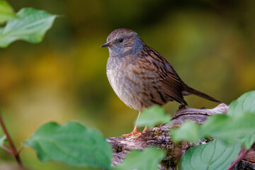 Heckenbraunelle (Prunella modularis)