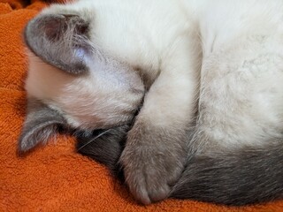 Obraz premium cat sleeping on a pillow