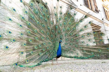 Pfau schl&auml;gt Pfauenrad