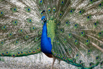 Pfau schl&auml;gt Pfauenrad