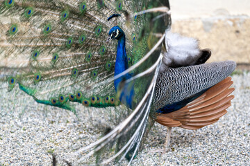 Pfau schl&auml;gt Pfauenrad