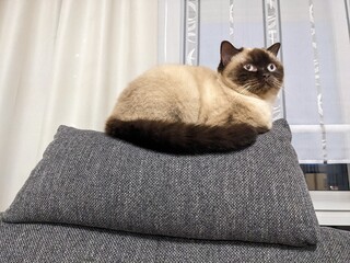 cat sitting on a sofa © Olivia