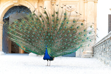Pfau schl&auml;gt Pfauenrad